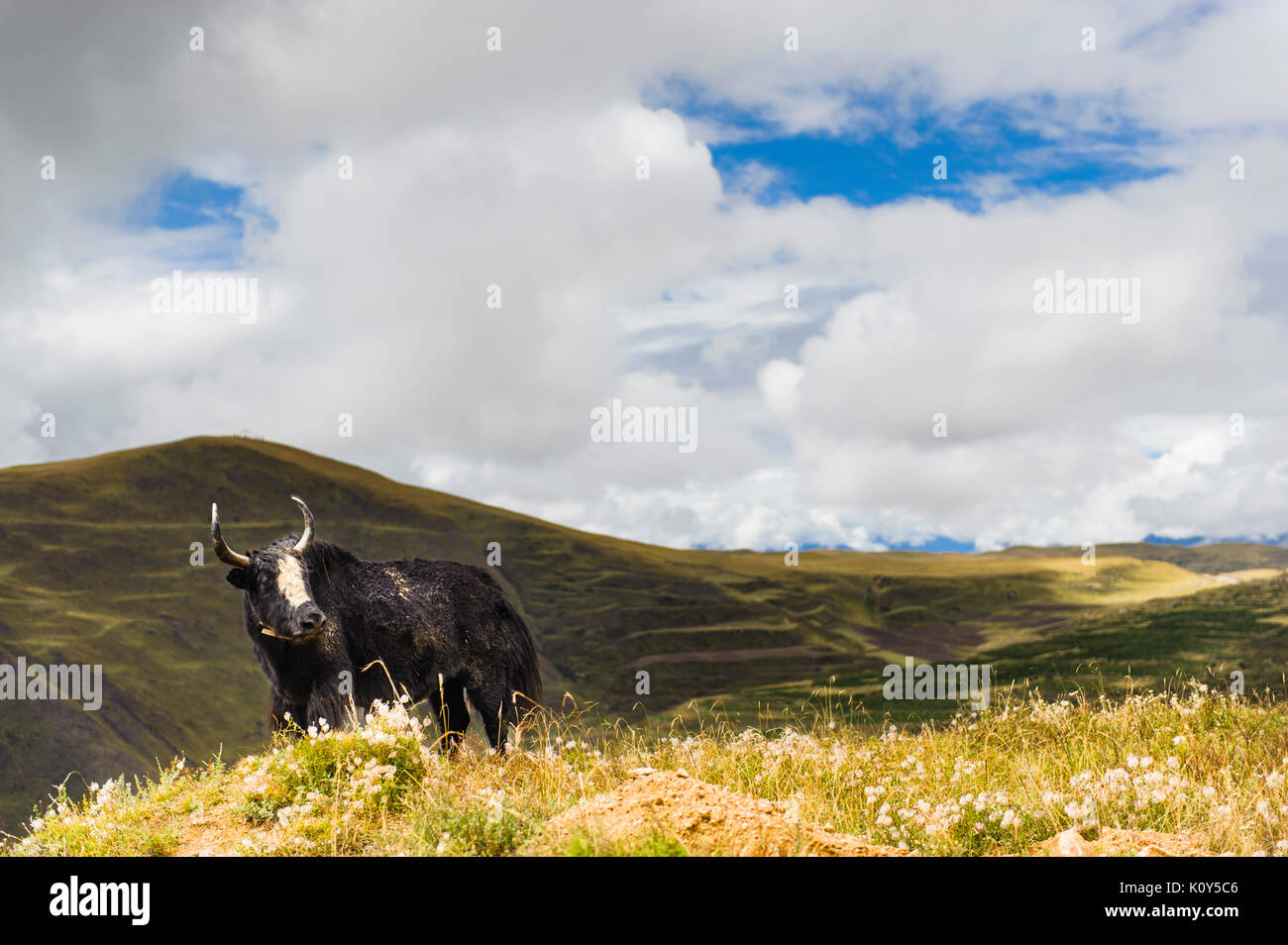 The Yak, symbol of Tibet. Tibetan plateau Stock Photo