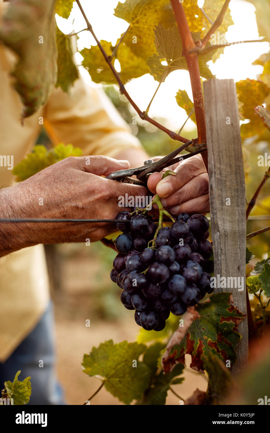 close-up of farmers hands with blue ripe grapes Stock Photo