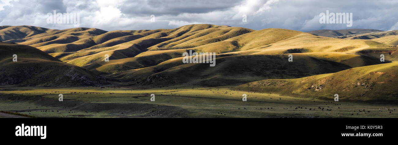 Yak herd on the grassland of the Tibetan high plateau Stock Photo