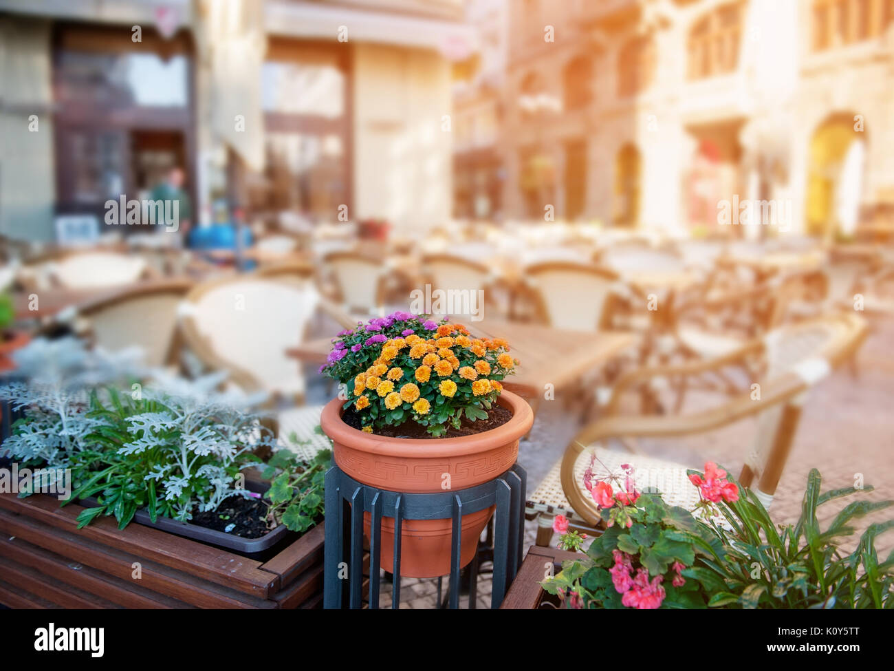 Decorative chrysanthemum flowers in the brown pot on blurred background outdoor street cafe at dawn. Stock Photo