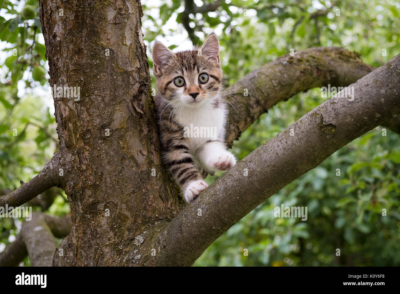 Kitten climbs on a tree Stock Photo