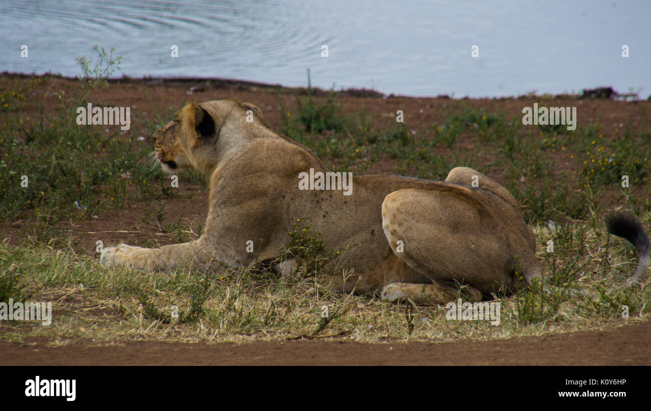 Lion wallpaper hi-res stock photography and images - Alamy