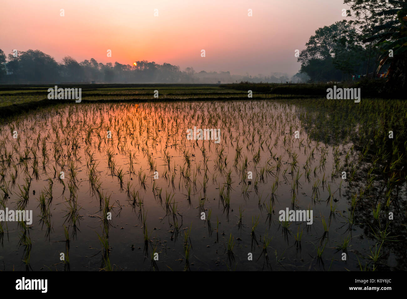 Sunrise over the rice fields in Terai, Nepal Stock Photo
