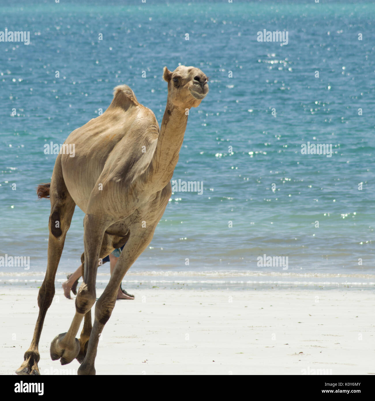 113440 Camel, desert, sunset - Rare Gallery HD Wallpapers