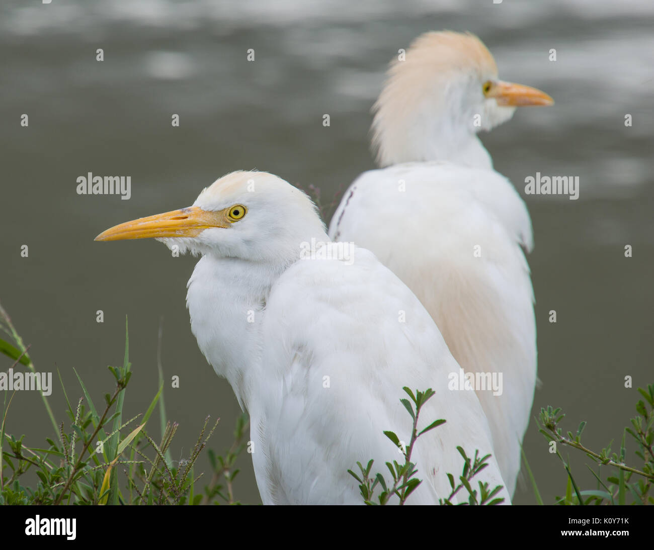 Background wallpaper birds hi-res stock photography and images - Alamy