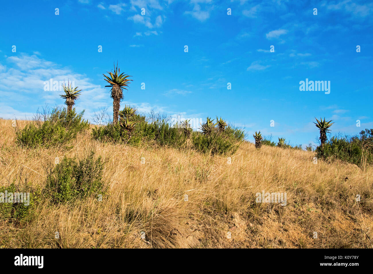 Aloe plants and dry winter grassland against blue cloudy sky landscape at Lake Eland Game Reserve in South Africa Stock Photo