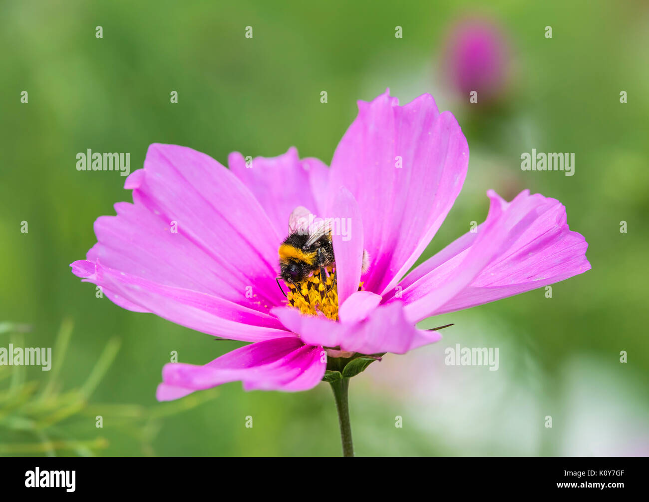 Pink Cosmos bipinnatus 'Sensation Mixed' (Sensation series) (AKA Mexican Aster or Garden Cosmos) in Summer with a bumblebee pollinating in the UK. Stock Photo