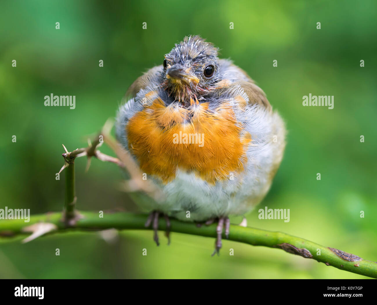 European Robin (Erithacus rubecula) in moult, perched on a twig in Summer in West Sussex, England, UK. Robin moulting showing lack of feathers. Stock Photo