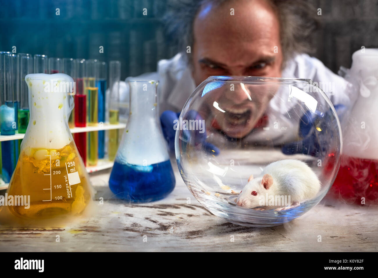 Mad scientist yelling on lab mouse, angry about a failed experiment Stock Photo