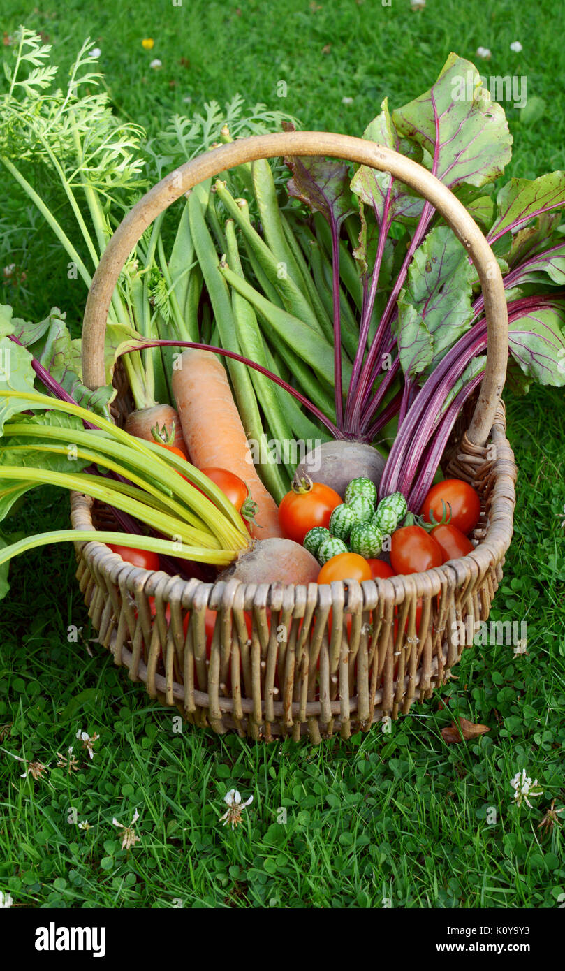 Woven wicker basket filled with a selection of harvested vegetables from an allotment - carrots, runner beans, beets, tomatoes and cucamelons Stock Photo