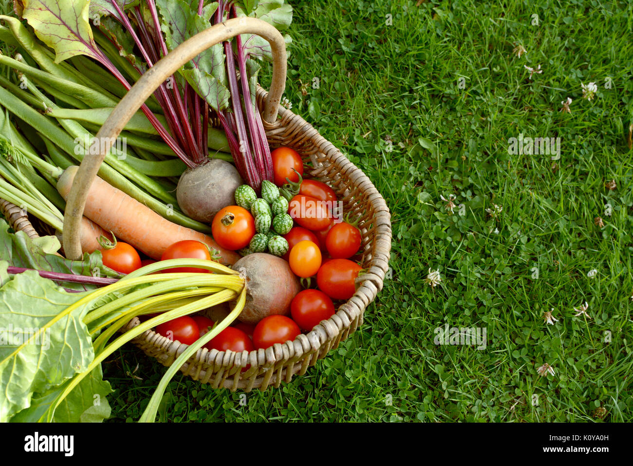 Rustic woven basket filled with fresh vegetables from an allotment - carrots, beets, tomatoes and cucamelons - with copy space on grass Stock Photo