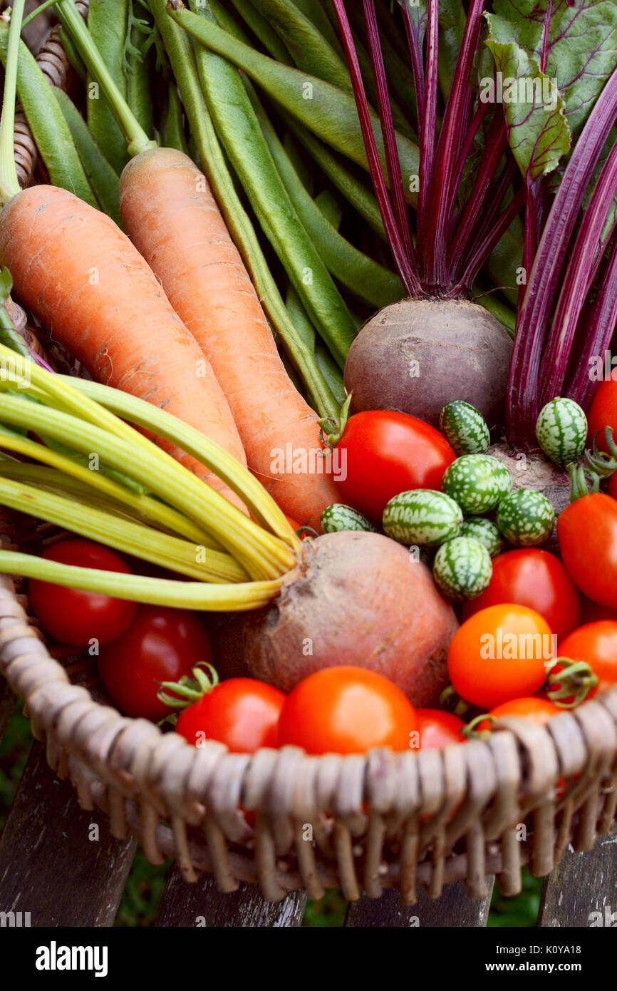 Fresh produce from a vegetable garden gathered in a rustic wicker basket - carrots, beetroot, beans, cucamelons and red tomatoes Stock Photo