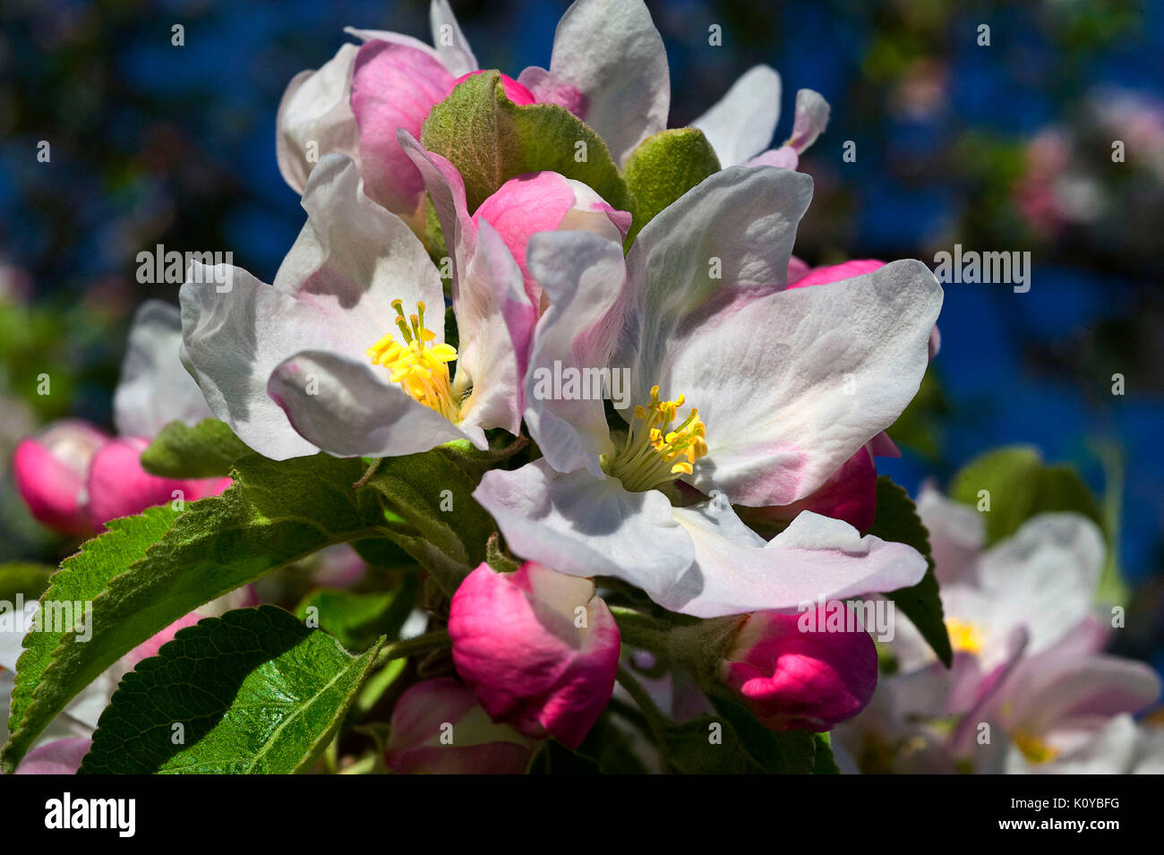 apple blossom granny smith apple tree Stock Photo Alamy