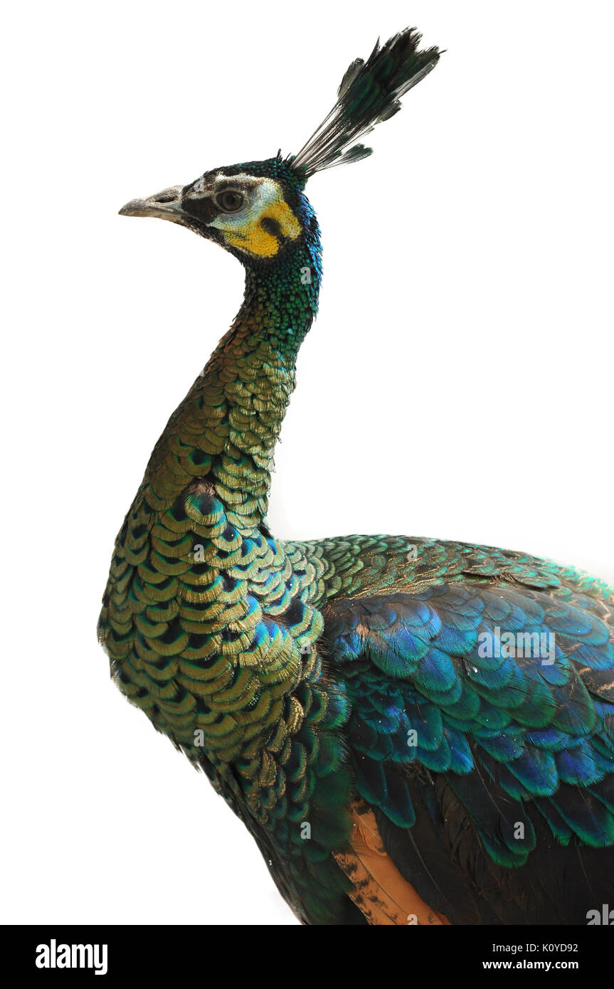 The Green Peafowl is capable of sustained flight and is often observed ...