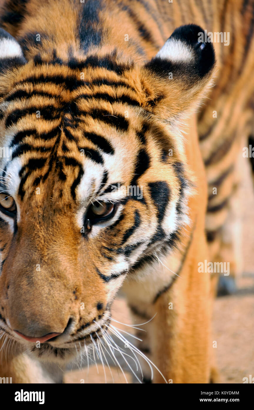 Tigers live alone and aggressively scentmark large territories to keep