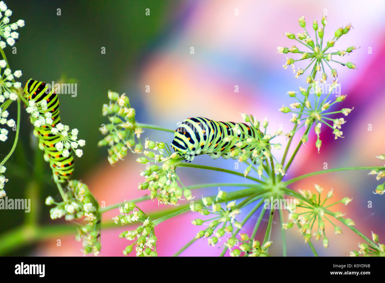 Swallowtail caterpillar eating Stock Photo Alamy