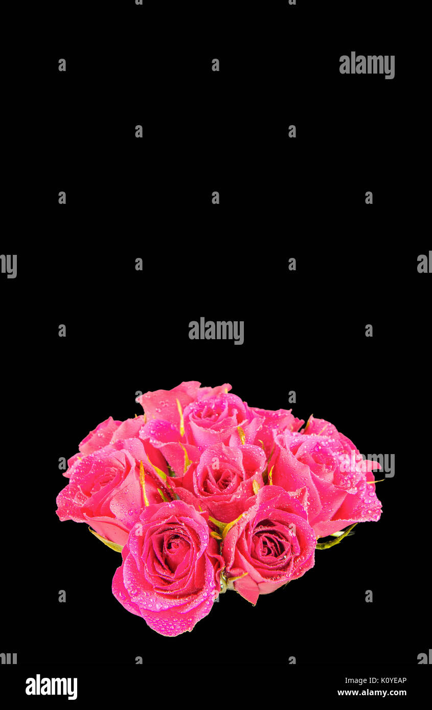 A bunch of bright pink roses with rain drops and isolated on a black  background with plenty of room to add text if required Stock Photo - Alamy