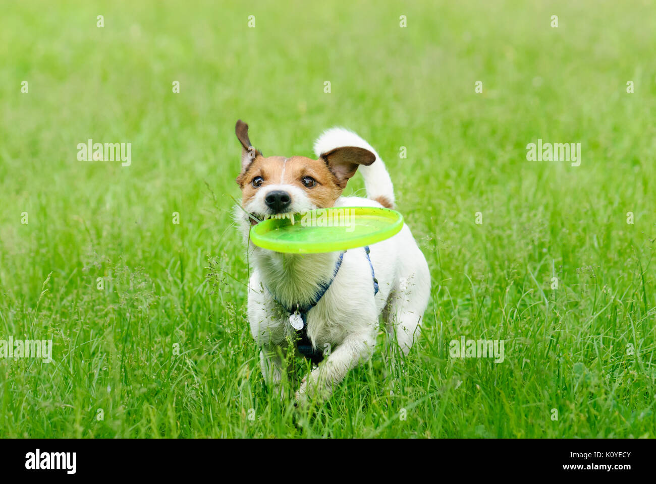 Outdoor summer activity: plastic disk game with a dog Stock Photo