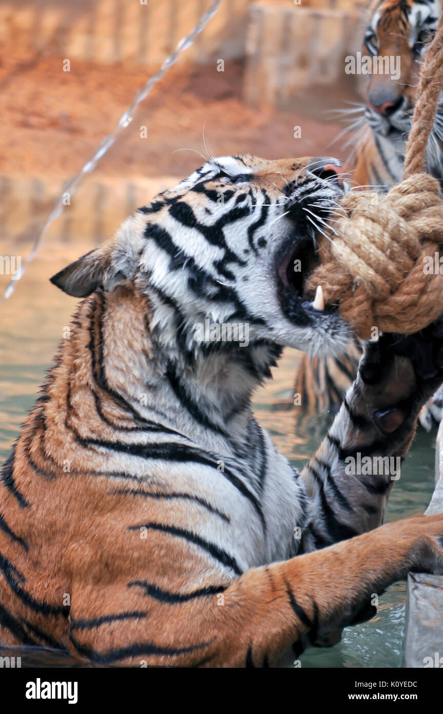 Tigers, like children and dogs, can be taught to modify their behavior through the skilled application of reward and discipline. Stock Photo