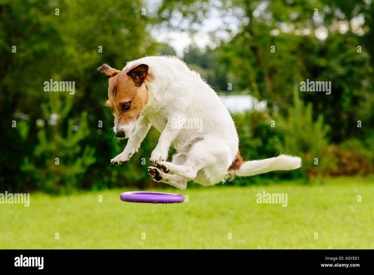 Unidentified flying object: dog flying on disc toy Stock Photo