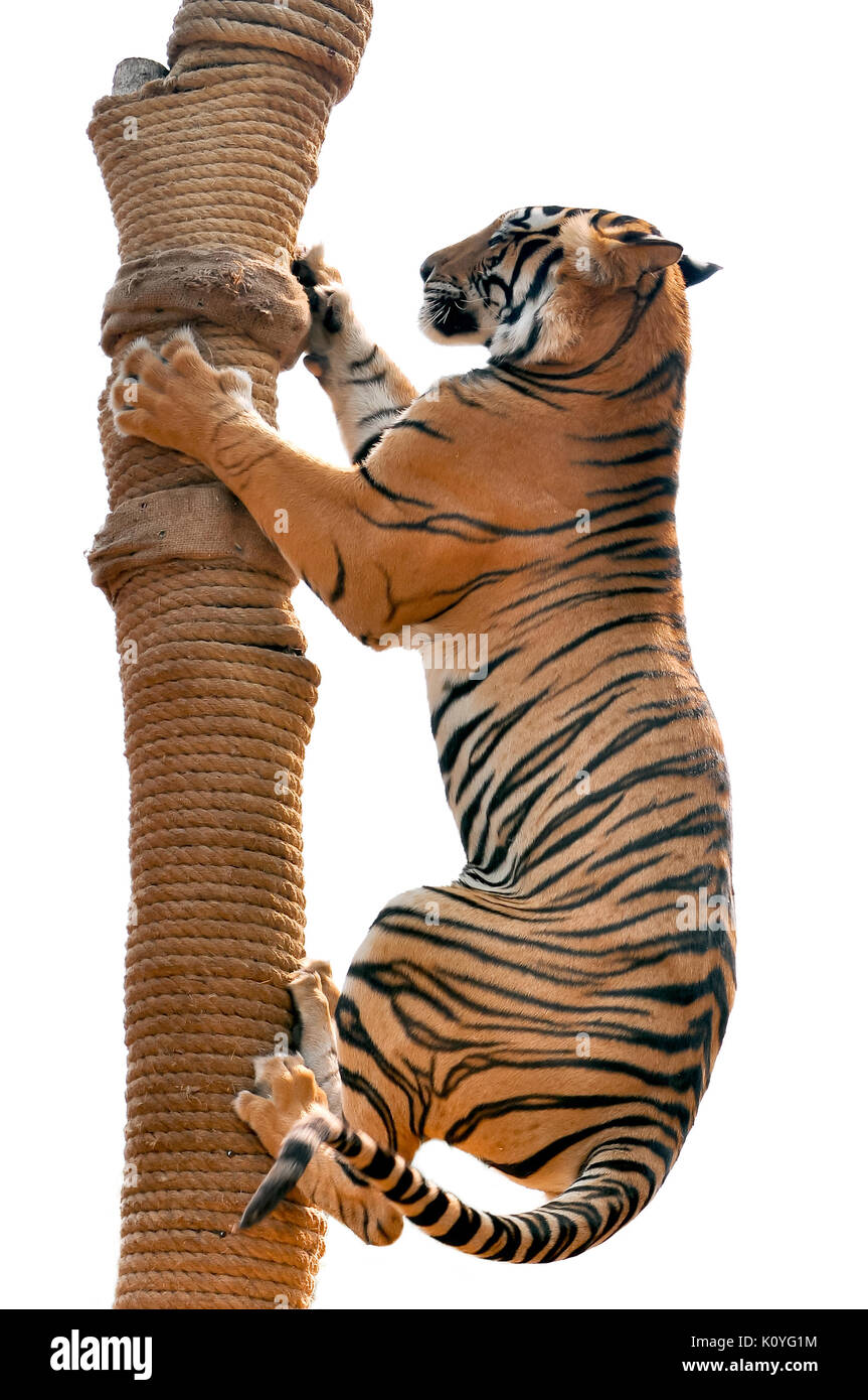 Tigers, like children and dogs, can be taught to modify their behavior through the skilled application of reward and discipline. Stock Photo
