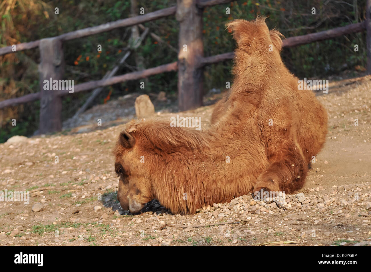 Bactrian camels have two humps rather than the single hump of their ...