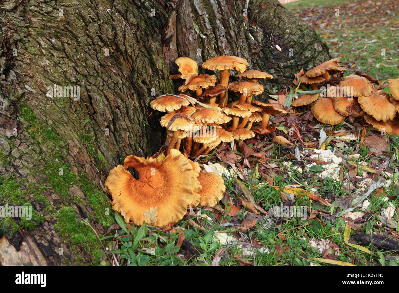 Sulphur Shelf fungi closeup on oak tree in autumn Stock Photo