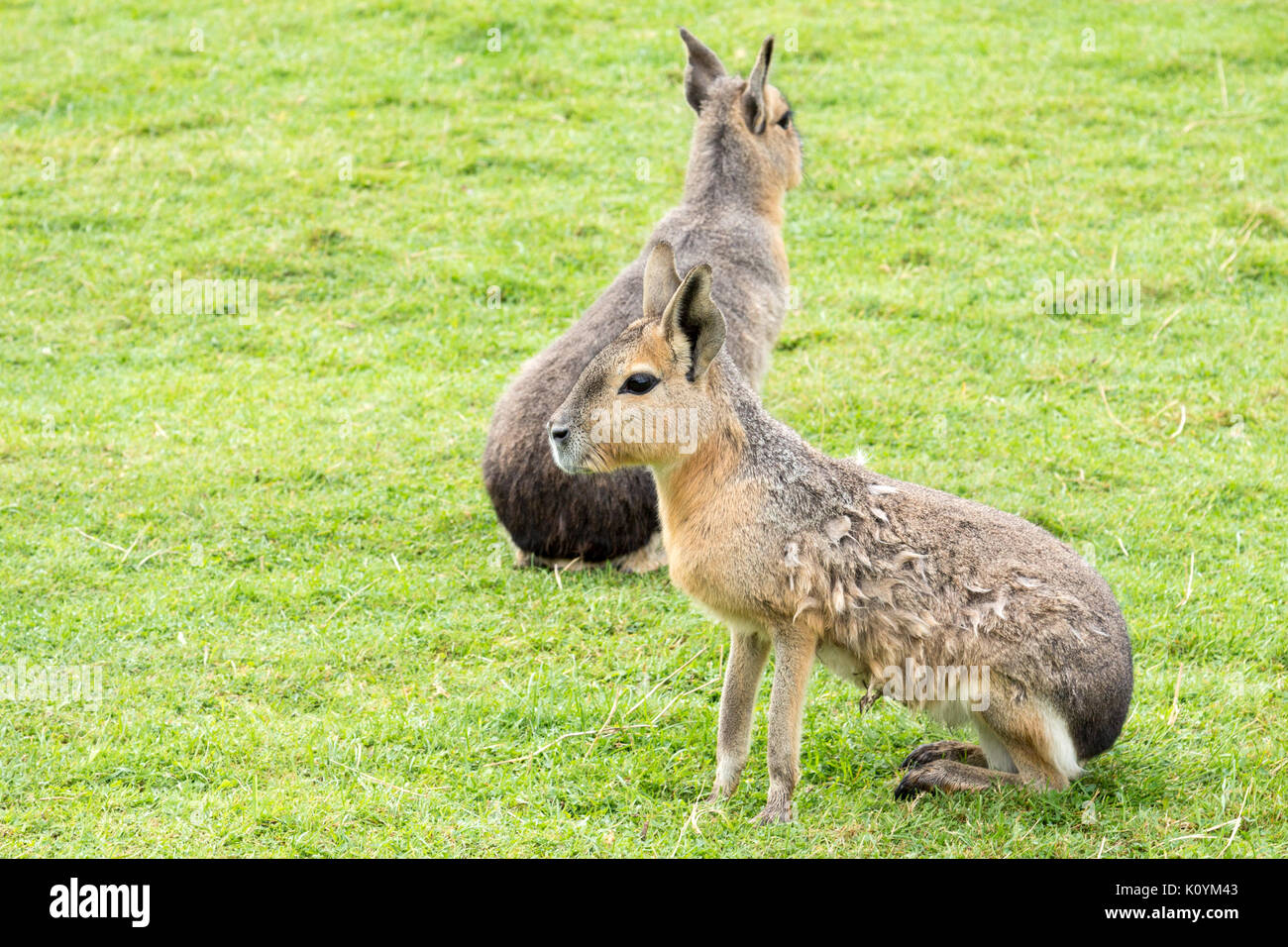 Patagonian Mara (Dolichotis patagonum) - Two large rodents sitting on grass Stock Photo