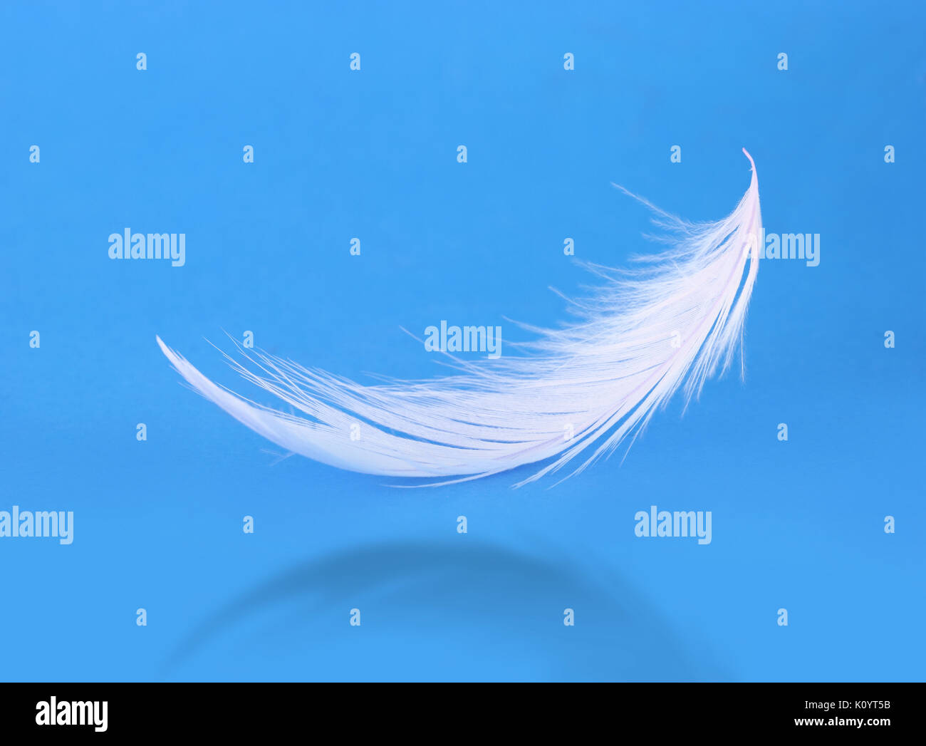 Flying white feather on blue background Stock Photo