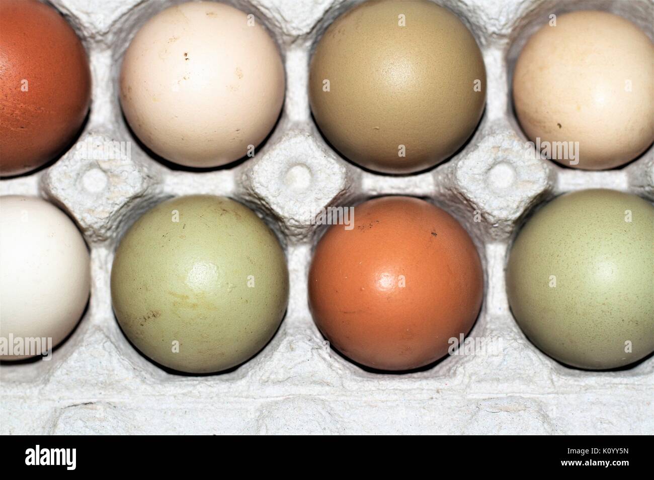 Variety of colored eggs in an egg carton Stock Photo