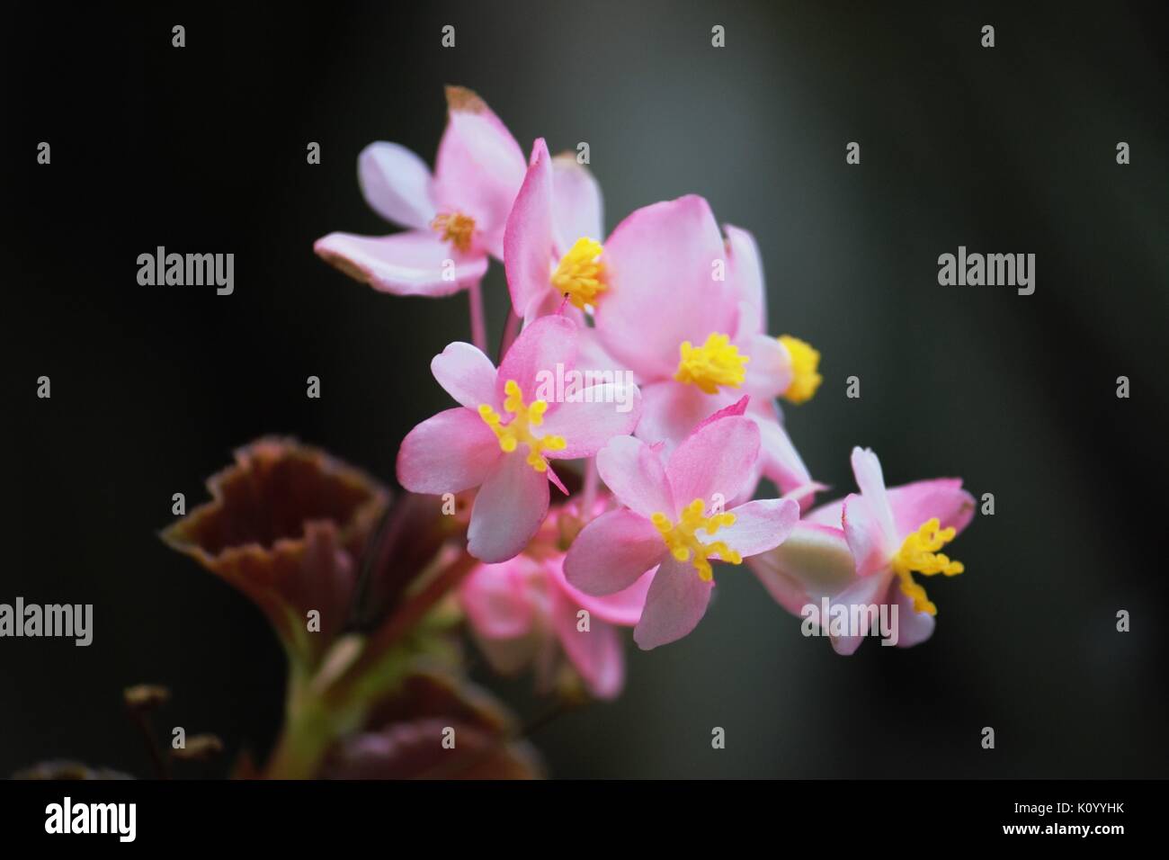 Pink Flower in garden Stock Photo - Alamy