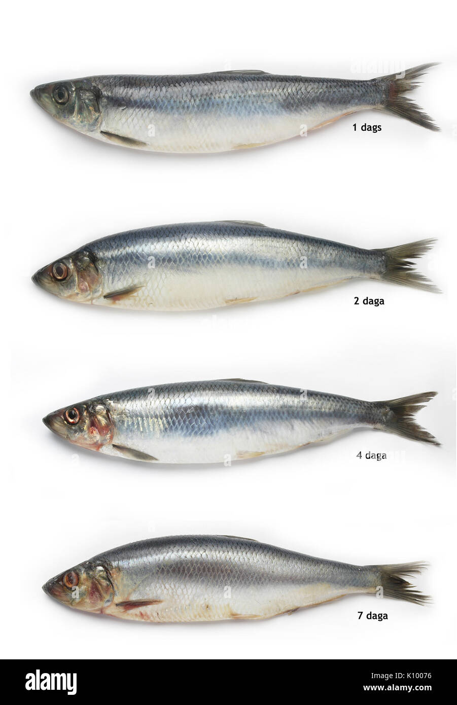 Herring illustrated from day 1 to day 7, Iceland Stock Photo