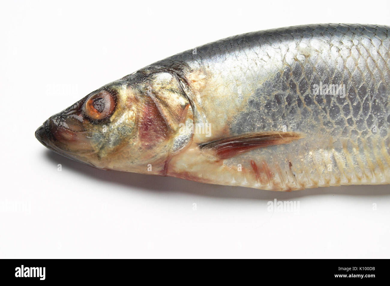 Herring. Testing for stages of decay, approx 7 days. Iceland Stock Photo