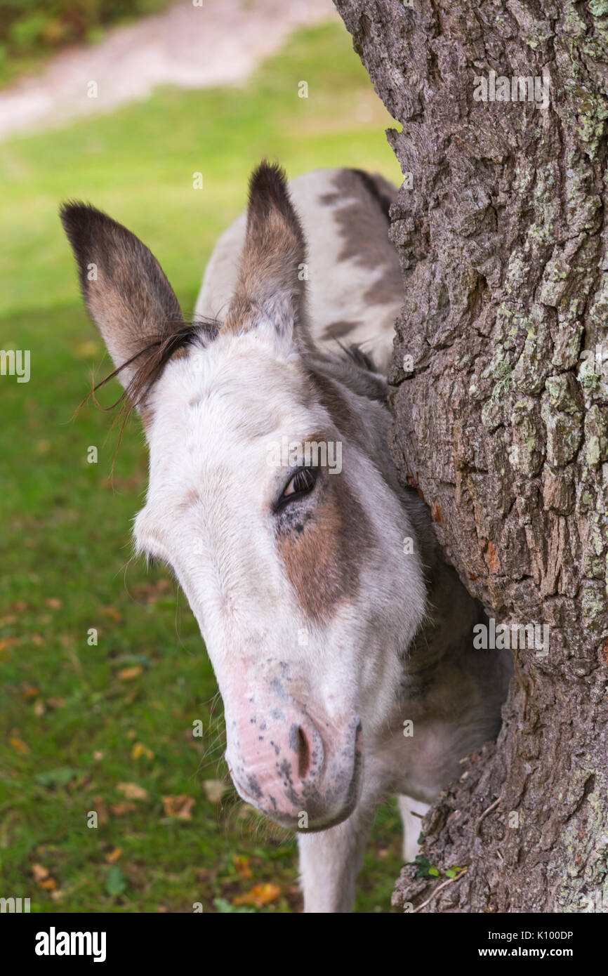 Donkey Rubbing Against A Tree Trunk At Rockford Common Linwood New Forest National Park Hampshire England Uk In August Stock Photo Alamy