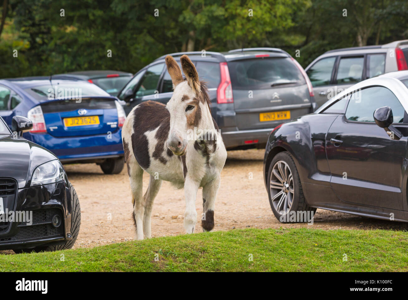 donkey-taking-up-car-park-space-in-car-p