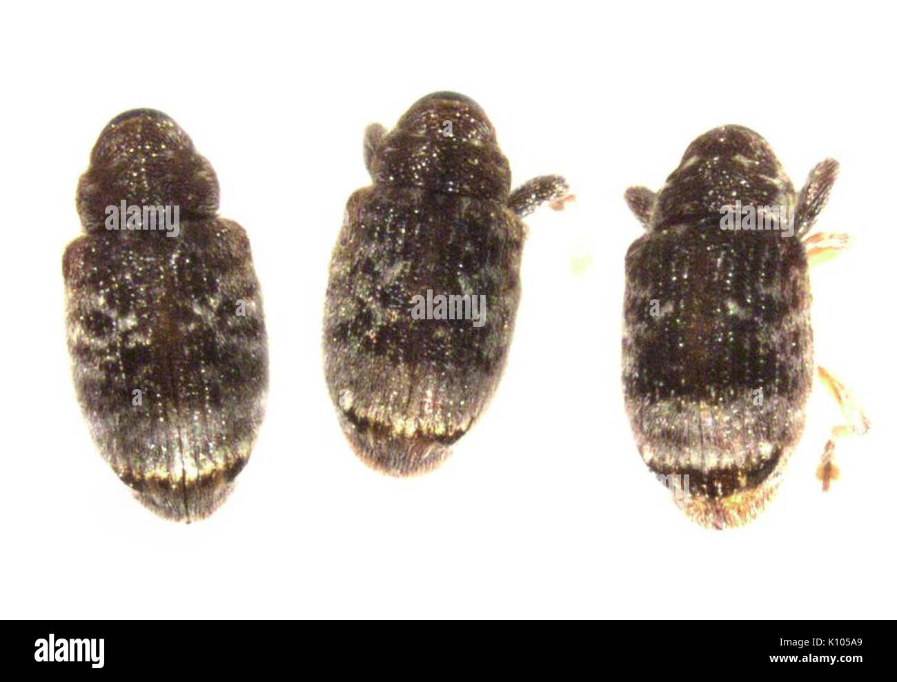 Aneuma fasciatum is a species of beetle belonging to the family Cerambycidae. This longhorn beetle is known for its distinct markings and elongated body, typically found in wooded areas, feeding on trees. Stock Photo