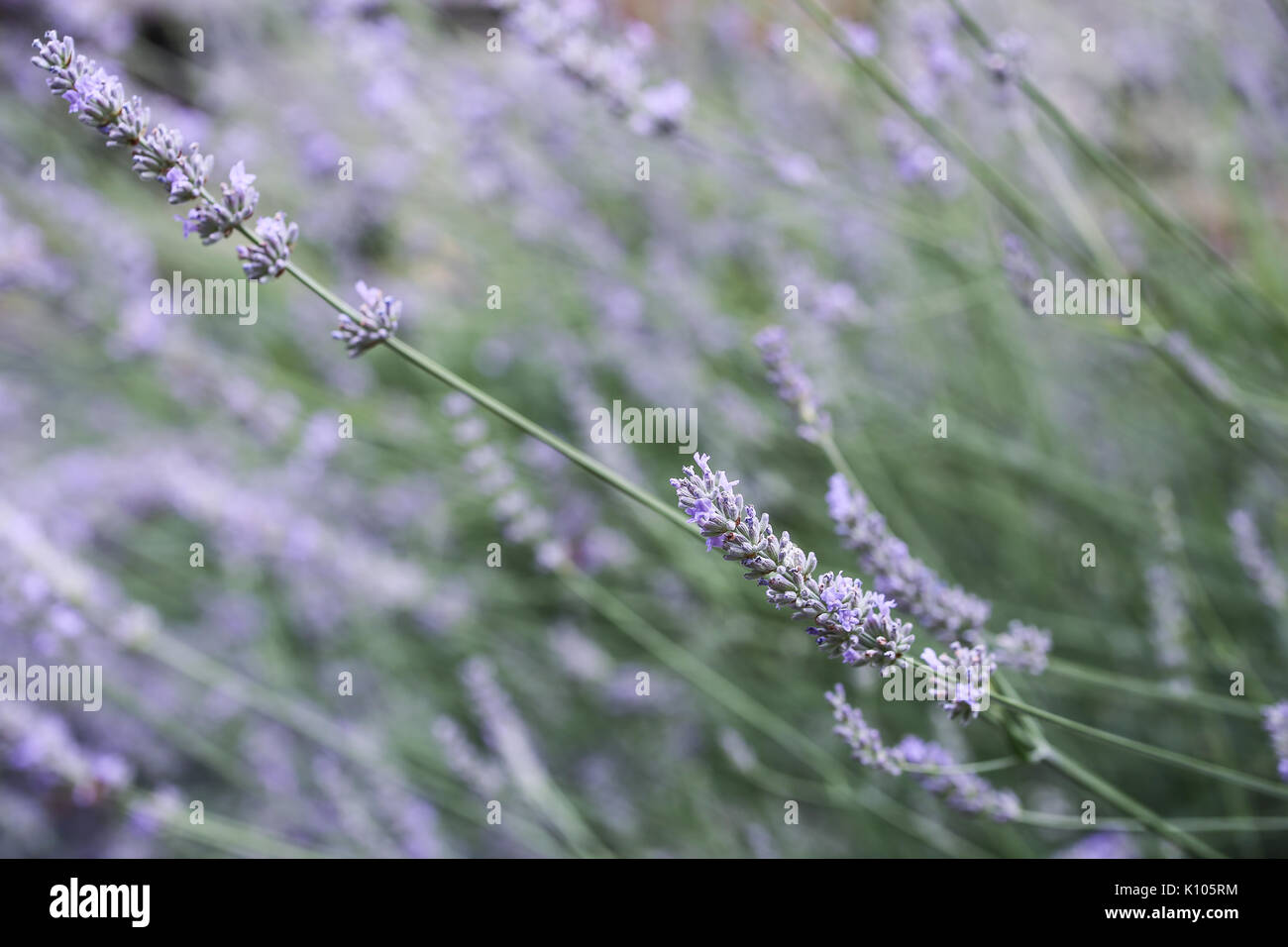Old lavender bush hi-res stock photography and images - Alamy