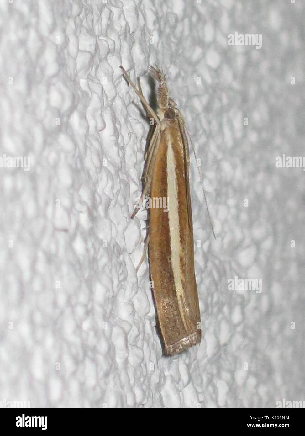 Agriphila selasella (Crambidae sp.), Arnhem, the Netherlands Stock Photo