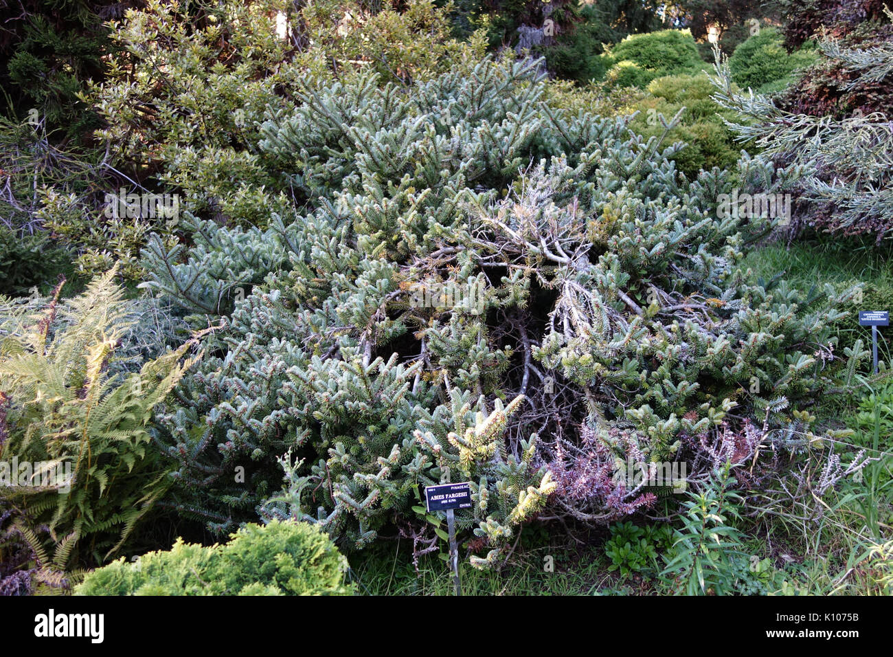 Abies fargesii   San Francisco Botanical Garden   DSC09992 Stock Photo