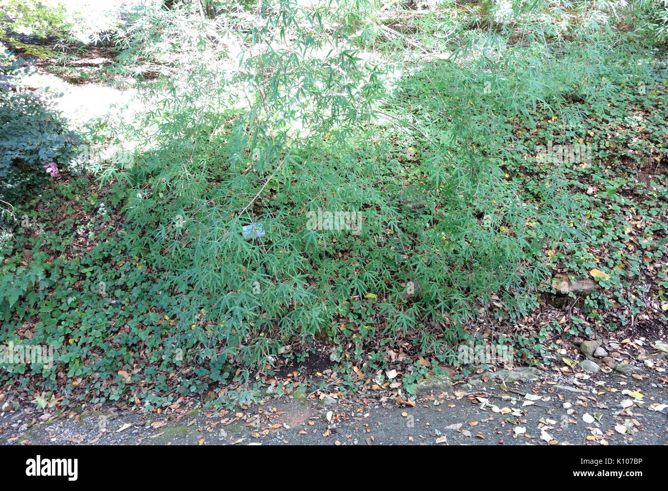 Acer Pentaphyllum Quarryhill Botanical Garden Dsc03222 Stock Photo