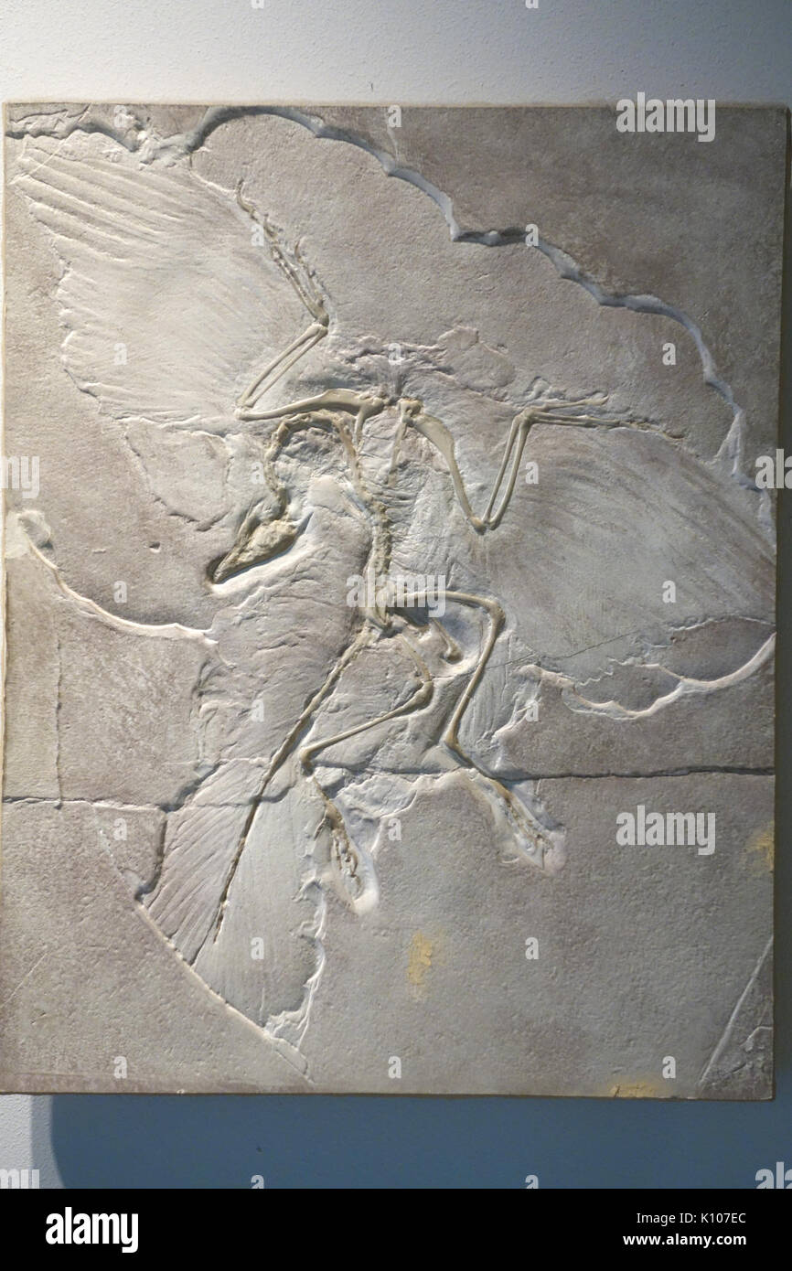 Archaeopteryx lithographica cast University of California Museum of Paleontology Berkeley, CA