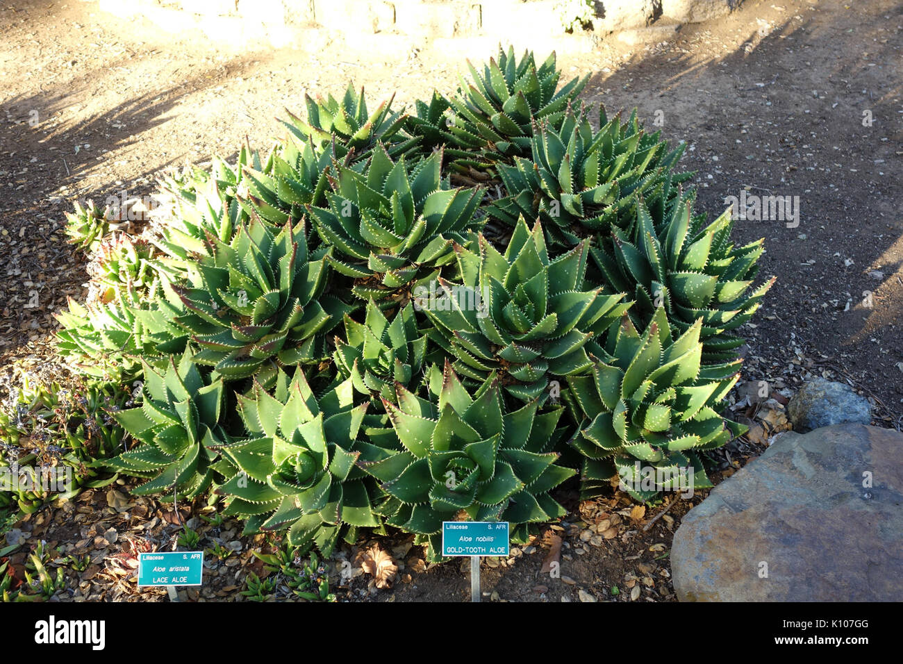 Aloe perfoliata (Aloe nobilis) San Luis Obispo Botanical Garden DSC05955  Stock Photo - Alamy