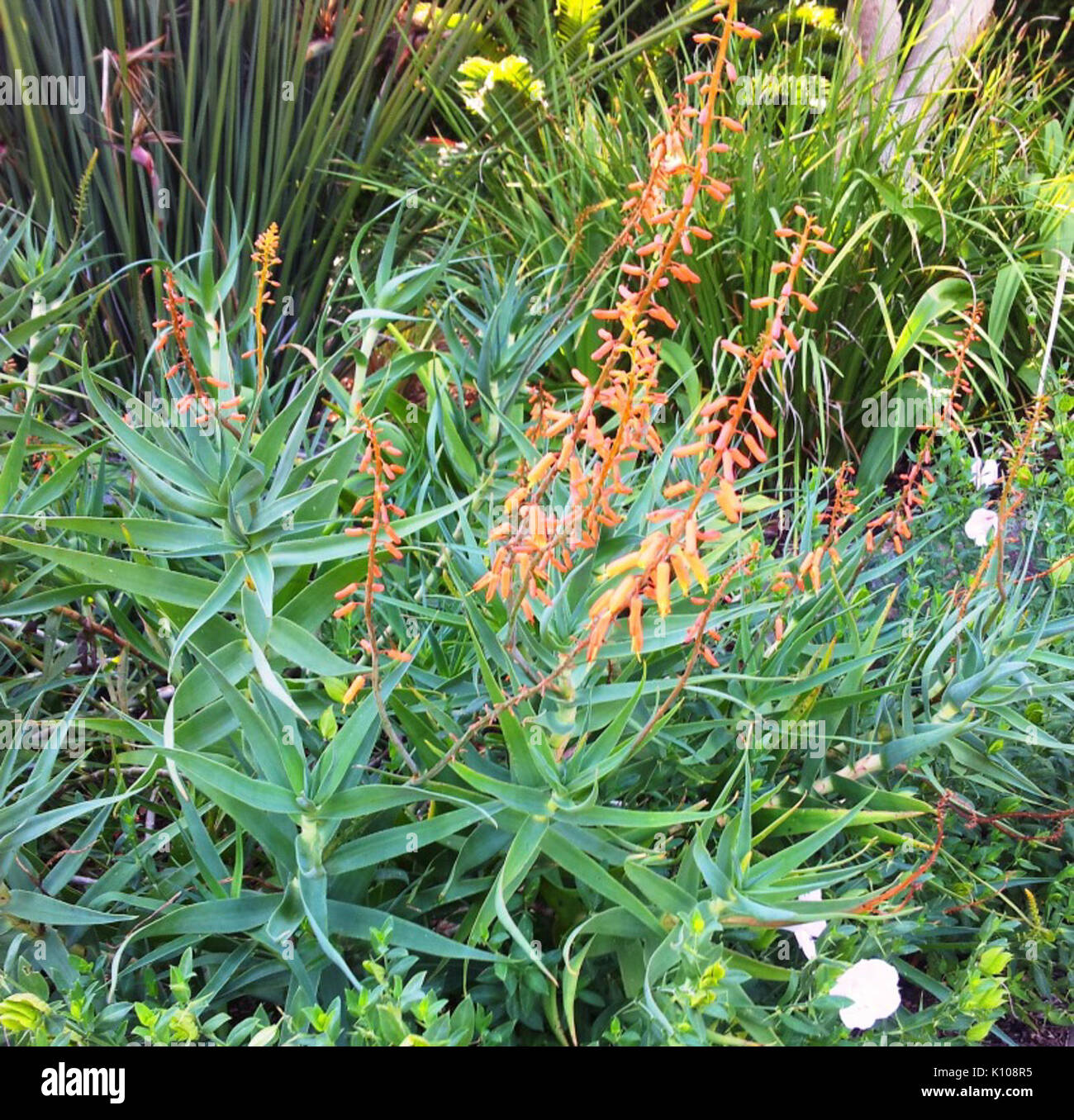 Aloe tenuior var rubriflora   Kirstenbosch 9 Stock Photo
