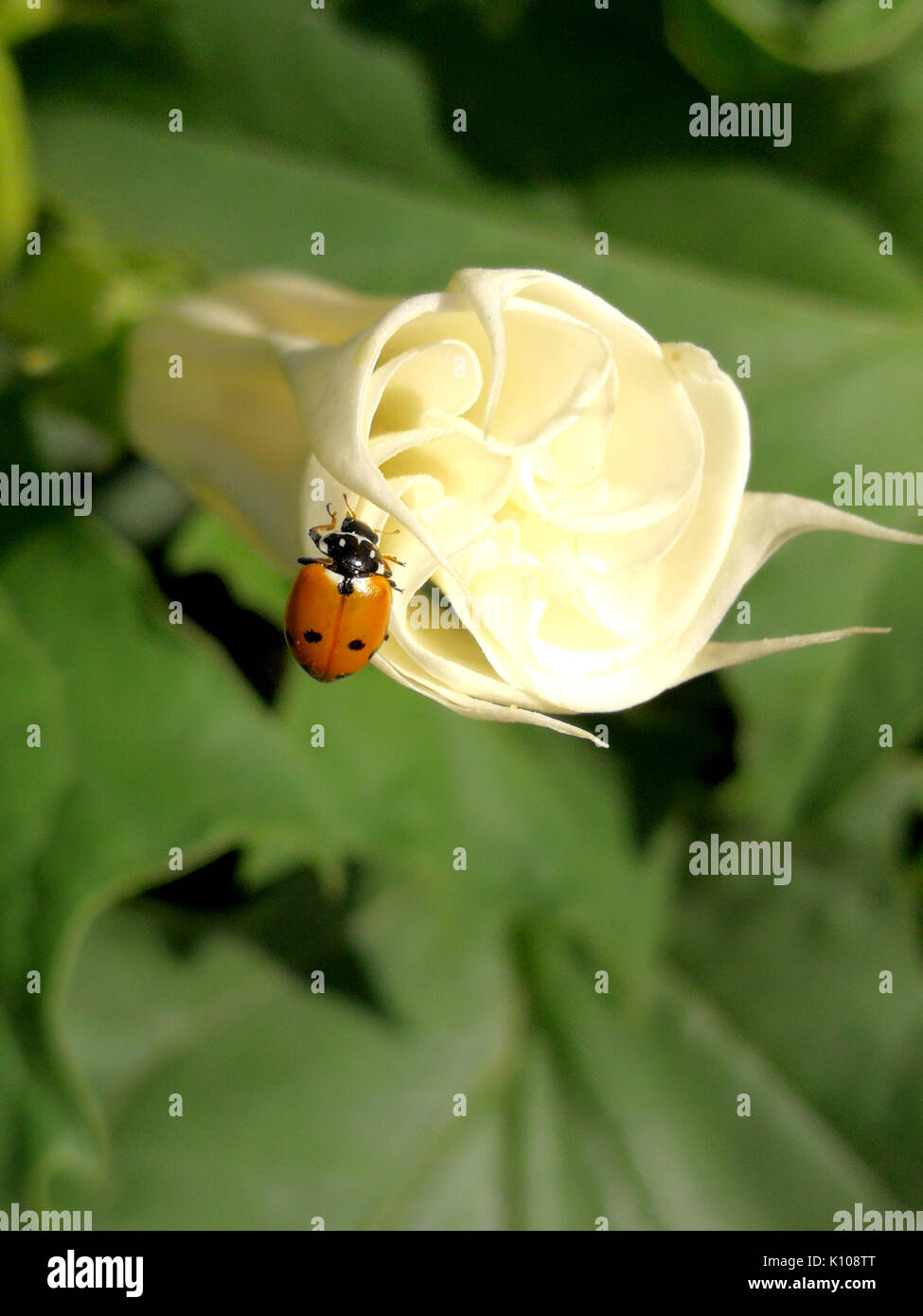 stramonium on branch and ladybug Stock Photo