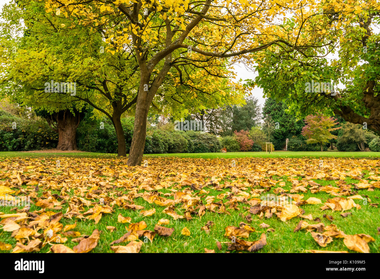 leaves falling from tree wallpaper