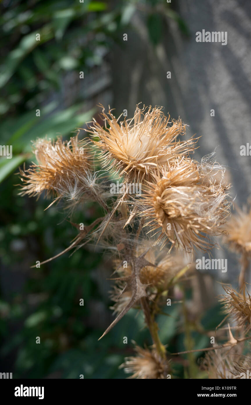 Dry thistle flowers with seeds in garden Stock Photo Alamy