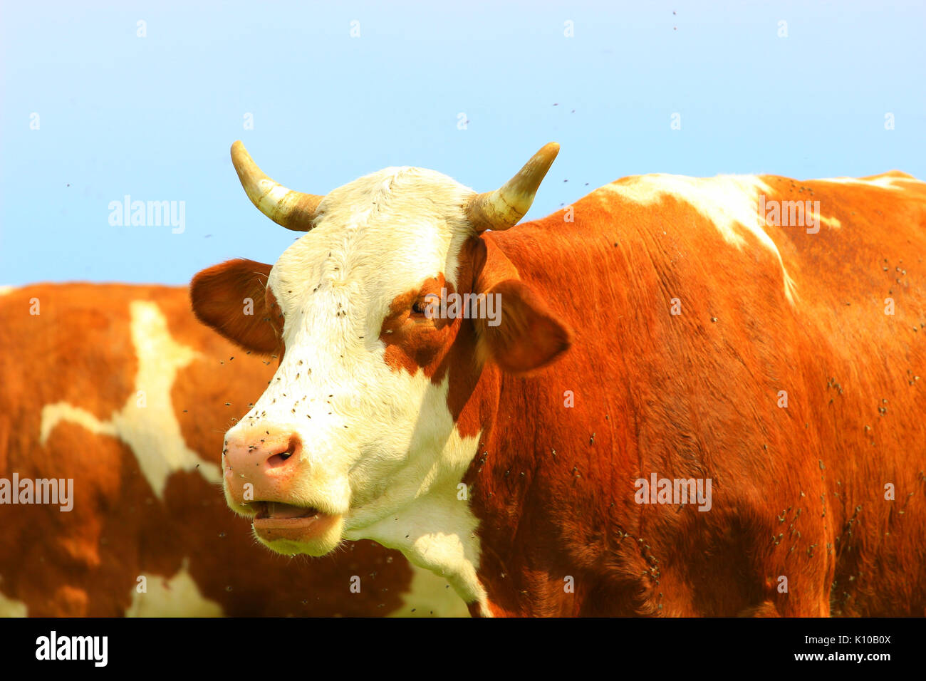 Cow eating cud hires stock photography and images Alamy