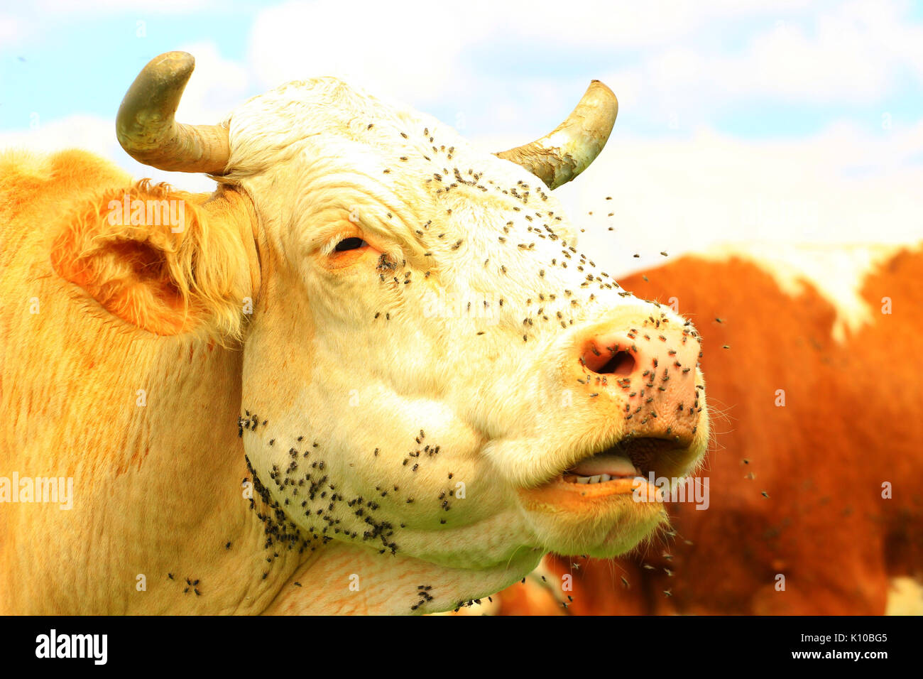 Parasites on head hires stock photography and images Alamy