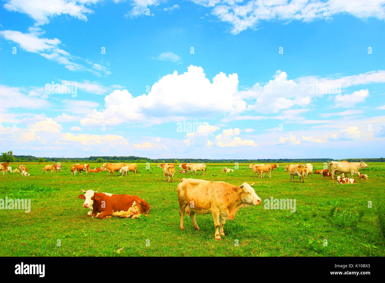 Cows herd on farm Stock Photo