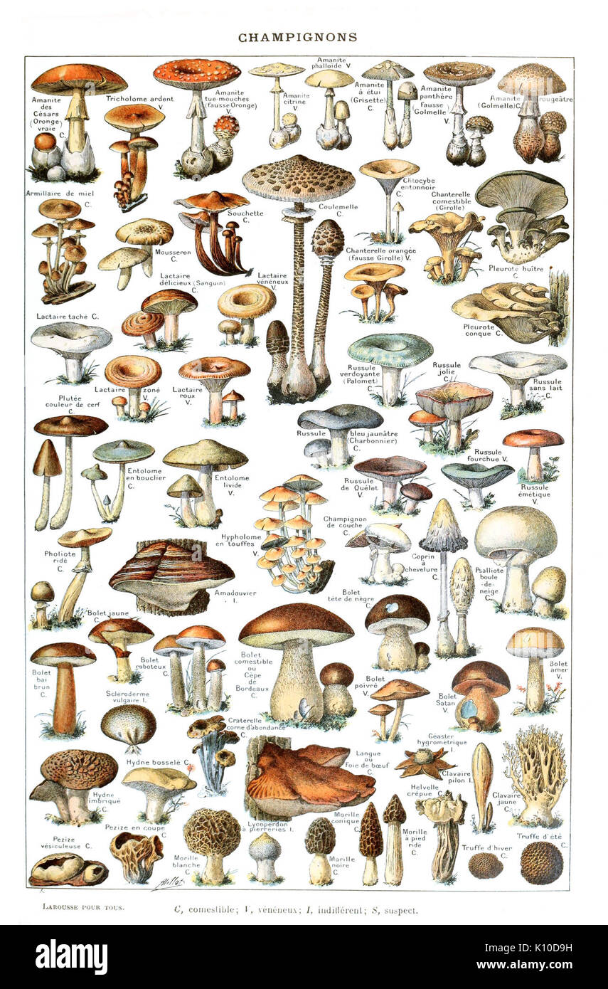Larousse Pour Tous French Encyclopedia Lithograph Illustration